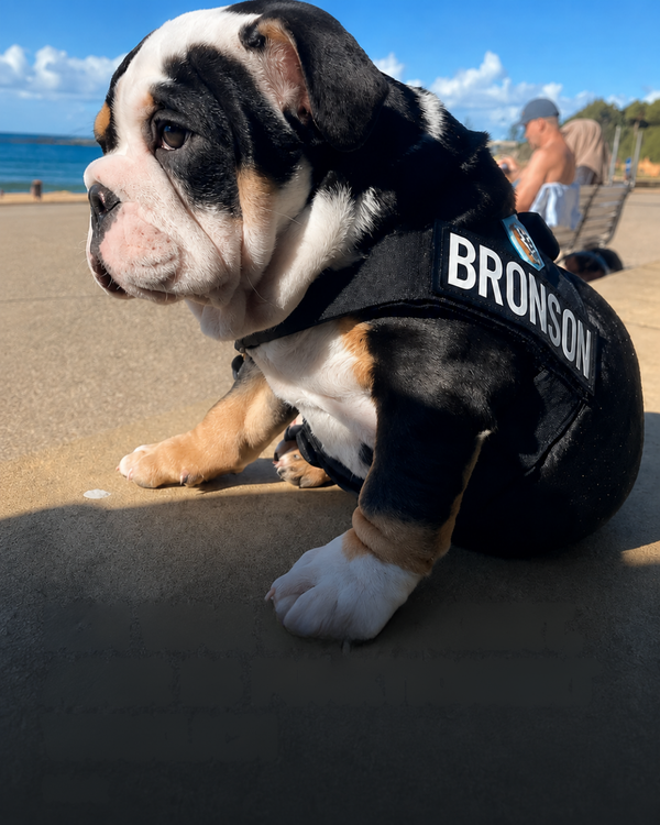 Denise G. | Englische Bulldogge