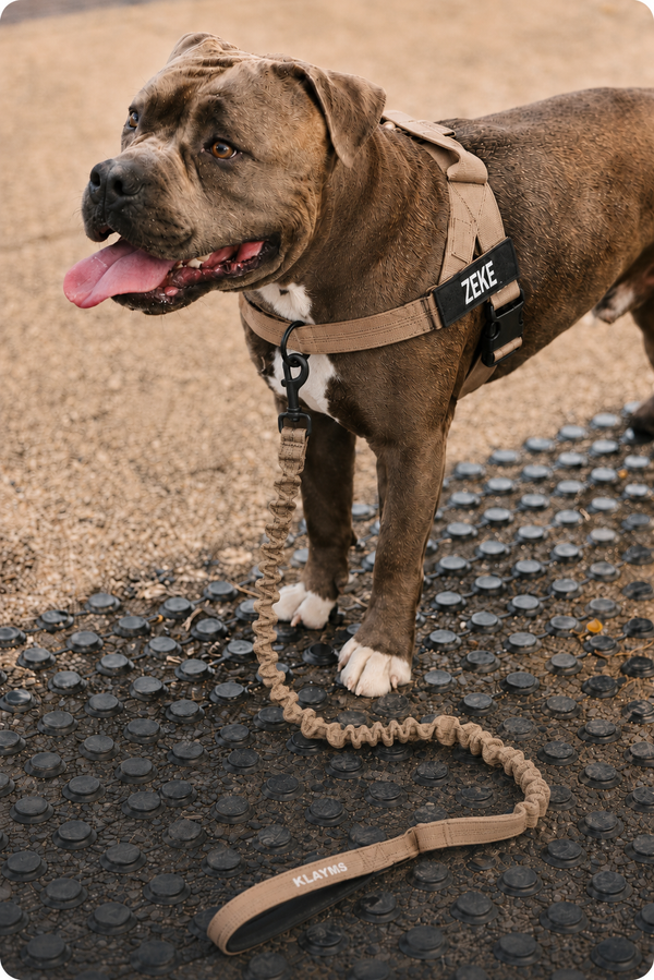 Sven U. | mit Bull-Terrier-Mix