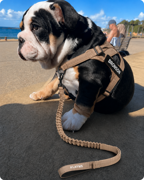 Denise G. | mit Englischer Bulldogge