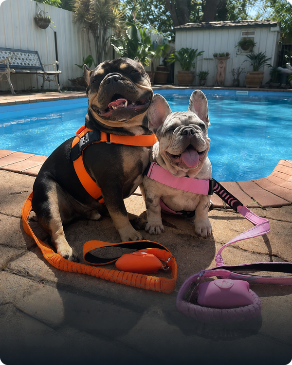 Monika L. | Französische Bulldoggen